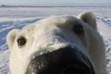 andybear