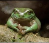 DrPhrogg