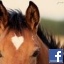 iwannahorse