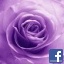 rodspurplerose