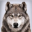 wolf1467