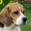Snoopy