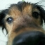 Charlee