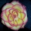 Rosa_456