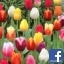 grandmacharlottex3@yahoo.com